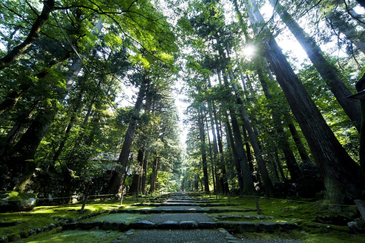 恐竜博物館周辺の見どころ　平泉寺白山神社