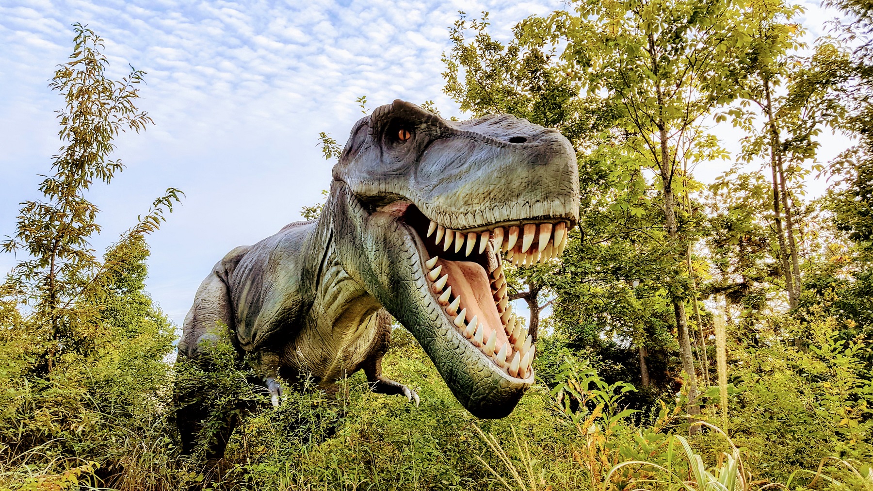 恐竜博物周辺　ディノパーク