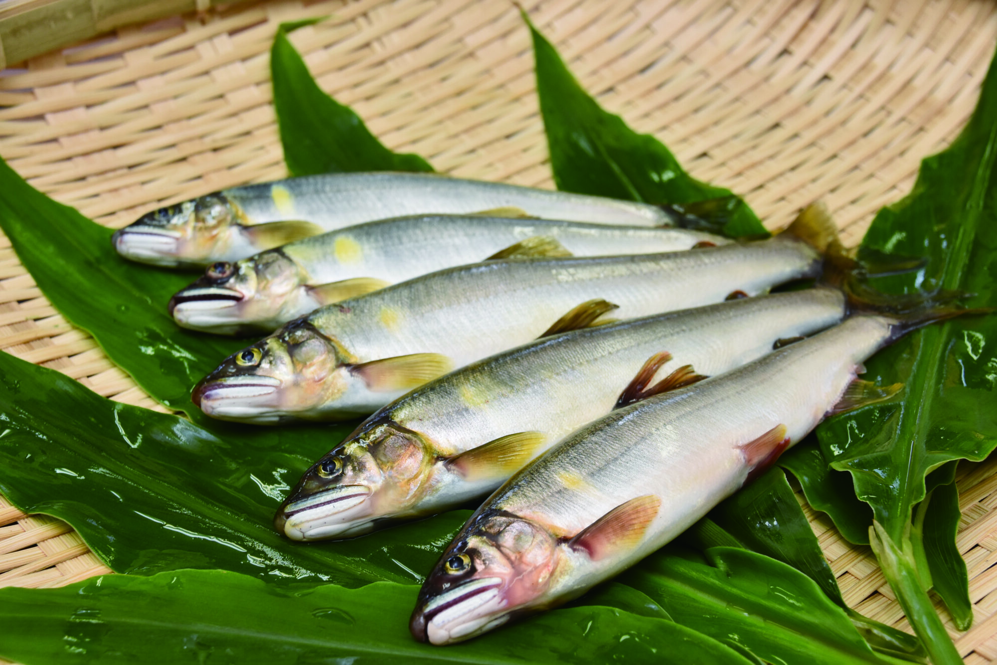 夏の風物詩、清流の恵み「九頭竜川勝山あゆ」を味わおう- スキージャム