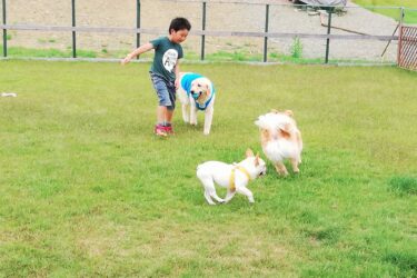 【犬連れOK】勝山観光ガイド｜ペットと楽しむ恐竜のまちおすすめスポット5選