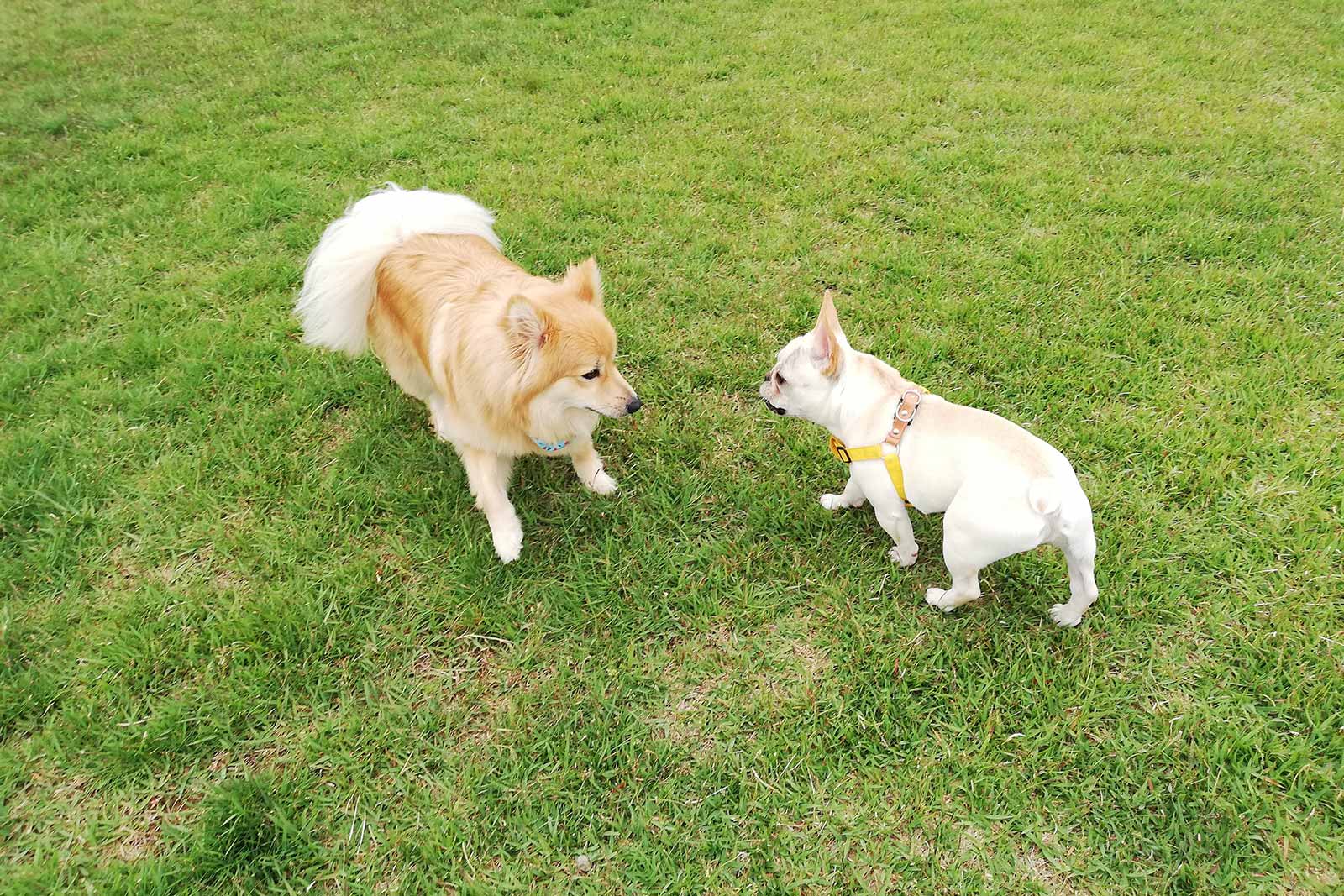 ペットルーム